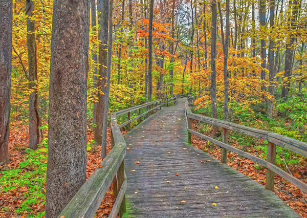 The Bog Garden in Greensboro, NC Offers a Stunning Natural Retreat