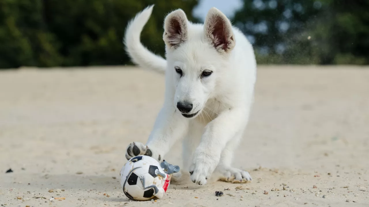 white shepherd dog g687d521a9 1920 jpg webp