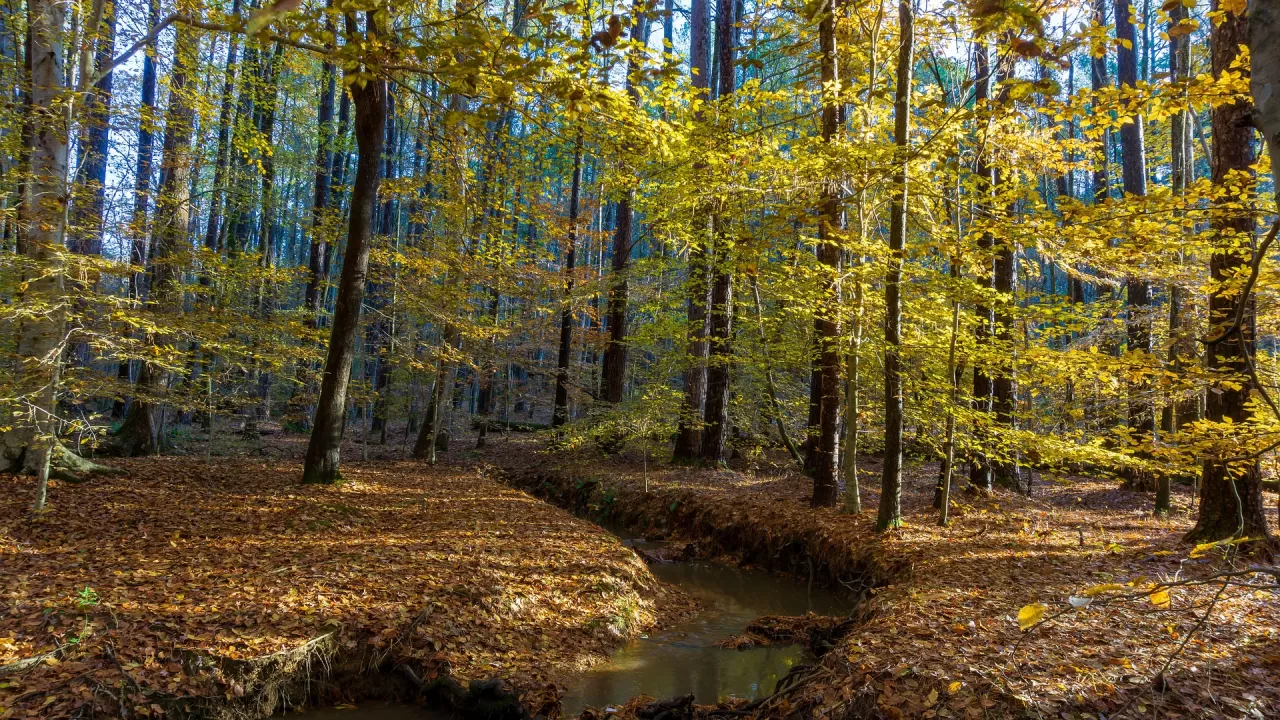 fall 5113051 1920 jpg webp