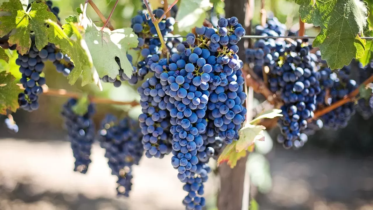 grapes 553464 1280 jpg