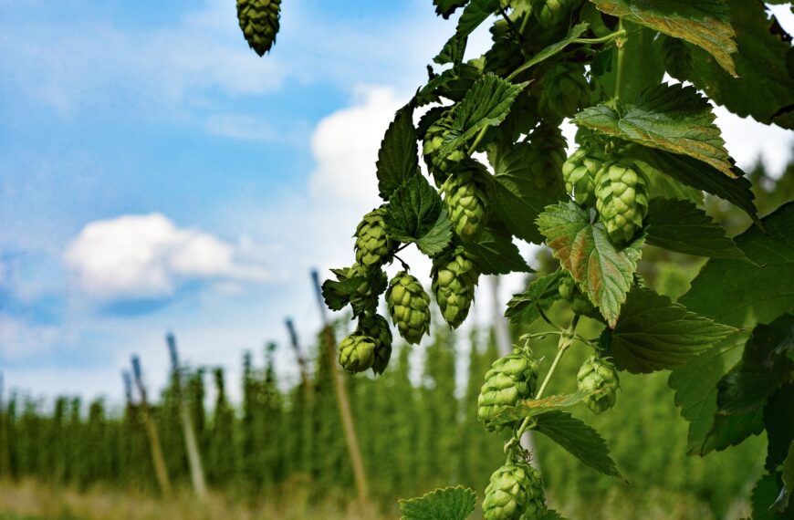 A Local’s Guide to the Best Breweries near Boone, NC