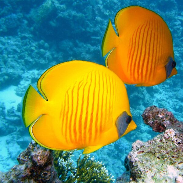 lemon butterflyfish, fishes, exotic-380037.jpg
