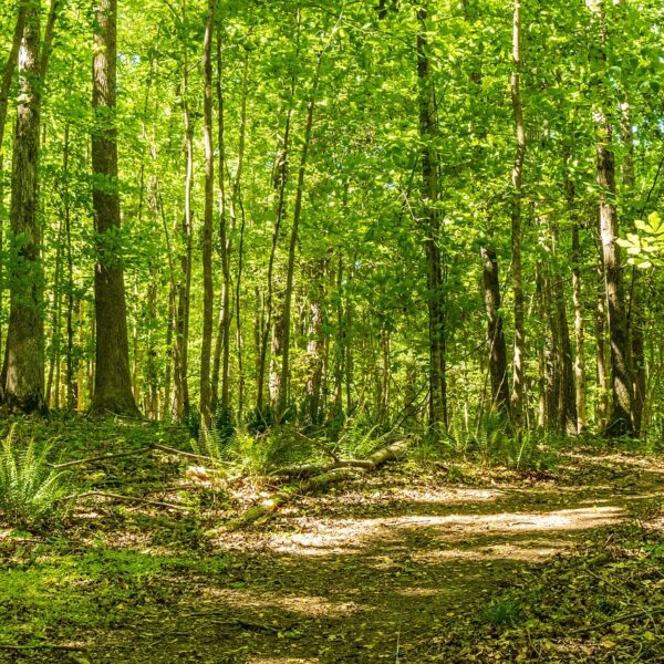 state forest hike, hiking trail, trail-5142446.jpg
