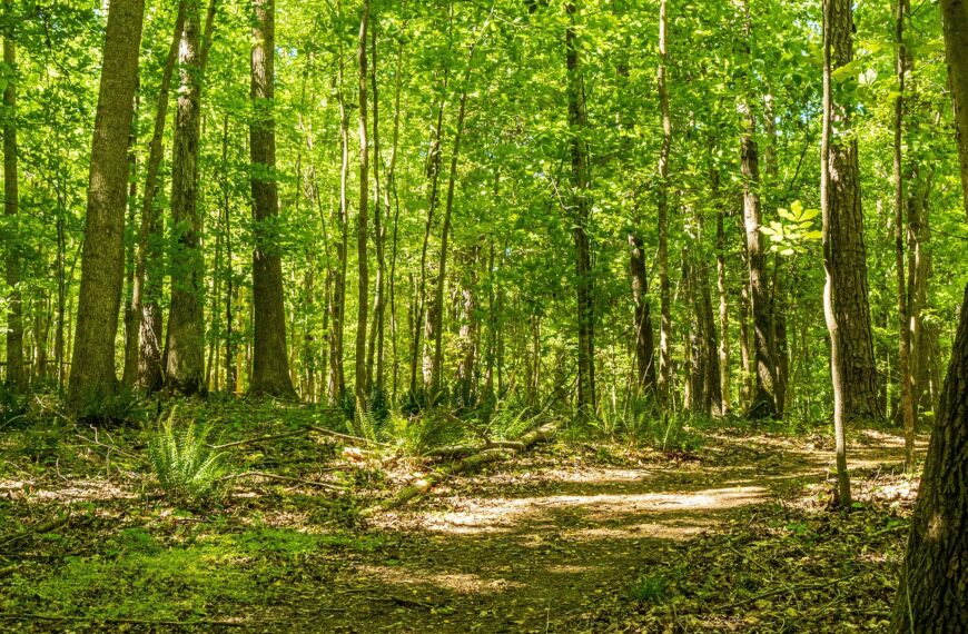 state forest hike, hiking trail, trail-5142446.jpg