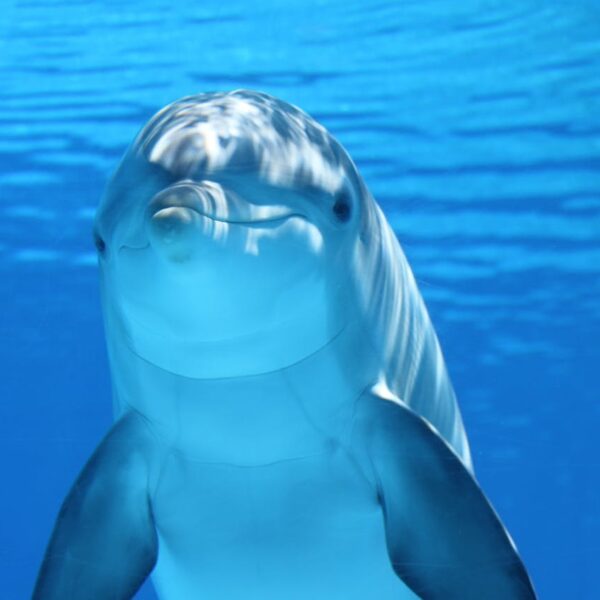dolphin-marine-mammals-water-sea-64219-64219.jpg
