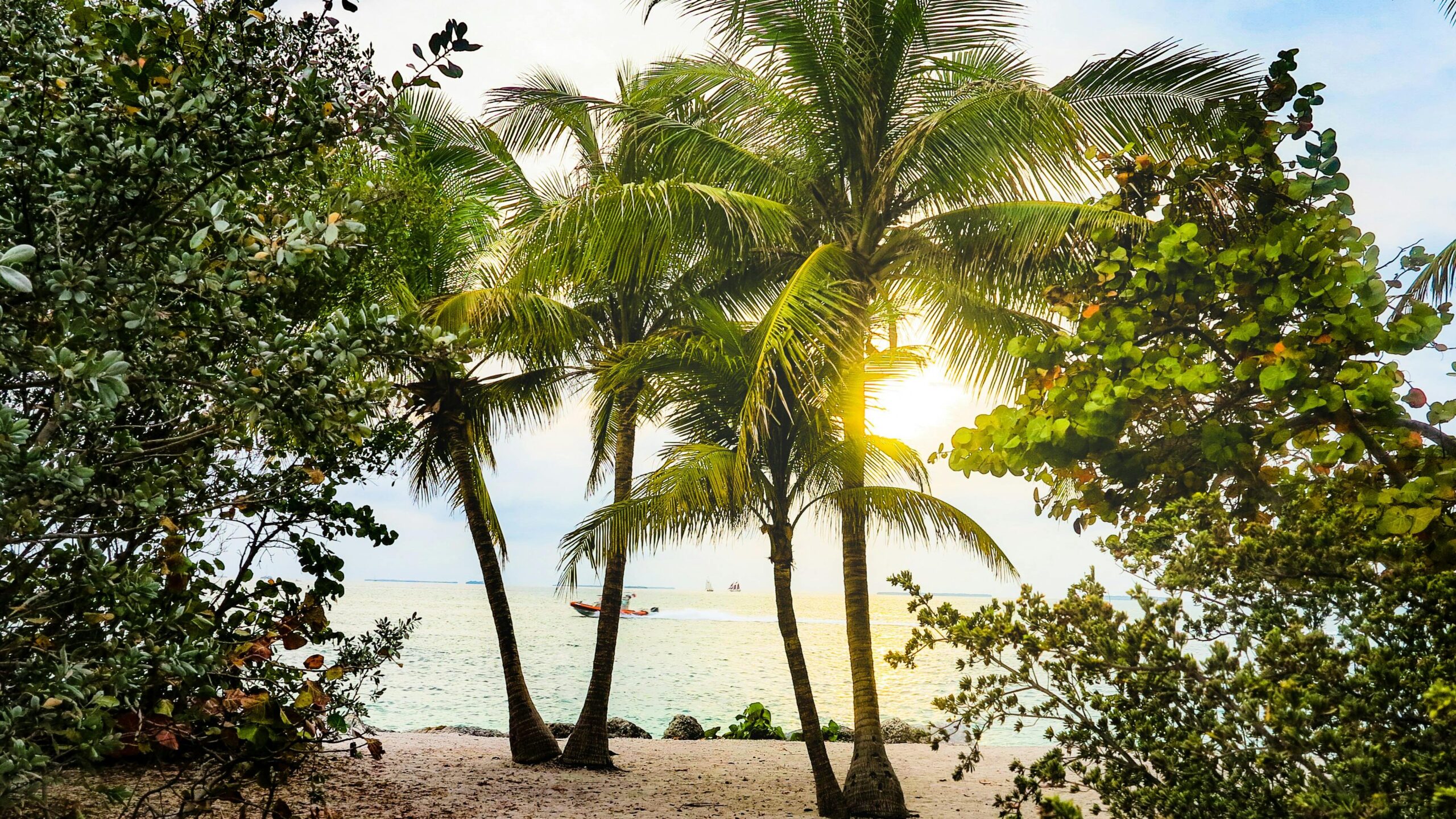 Embrace the serenity of a tropical sunset with palm trees along the Key West shore.